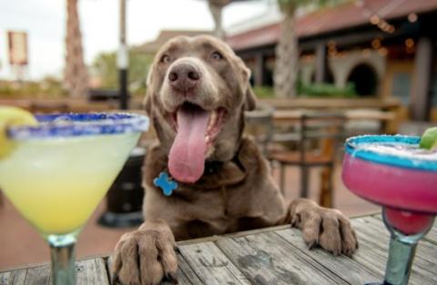 Mutts and Margaritas