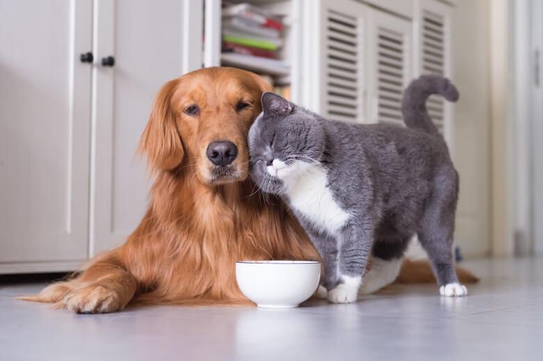 cat and dog