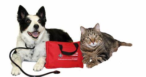 Pet First Aid