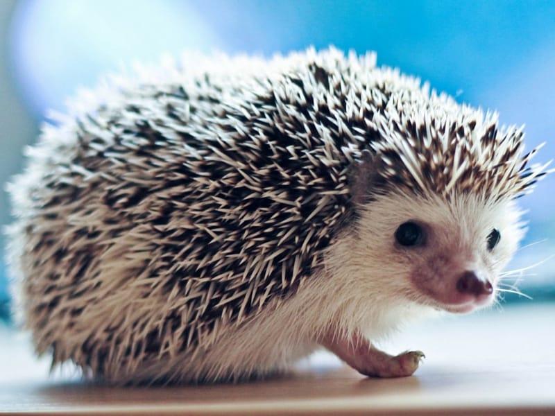 Hedgehog